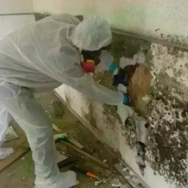 Mold Remediation and Removal in Kensington, CA